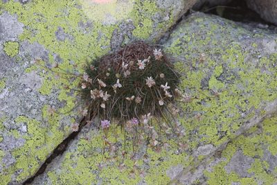 Armeria bigerrensis, photographed by Olivier Argagnon