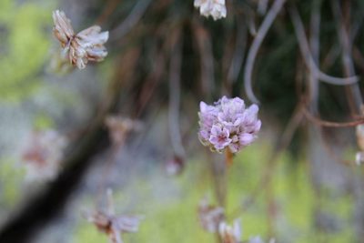 Armeria bigerrensis, photographed by Olivier Argagnon