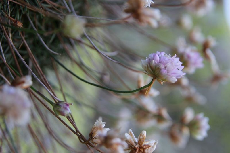 Armeria bigerrensis, photographed by Olivier Argagnon