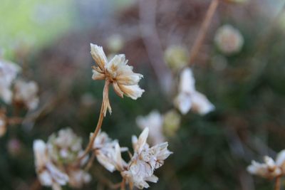 Armeria bigerrensis, photographed by Olivier Argagnon
