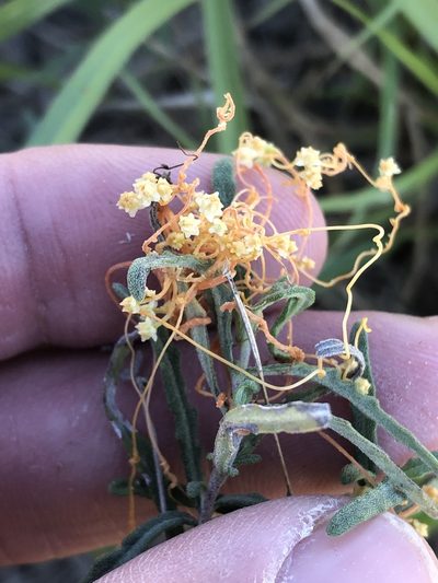 Cuscuta runyonii, photographed by Sam Kieschnick