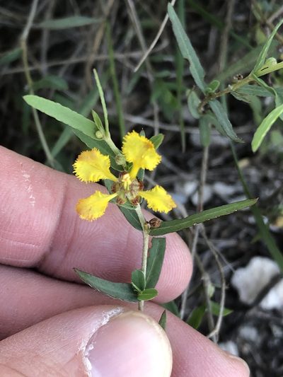 Aspicarpa hyssopifolia, photographed by Sam Kieschnick