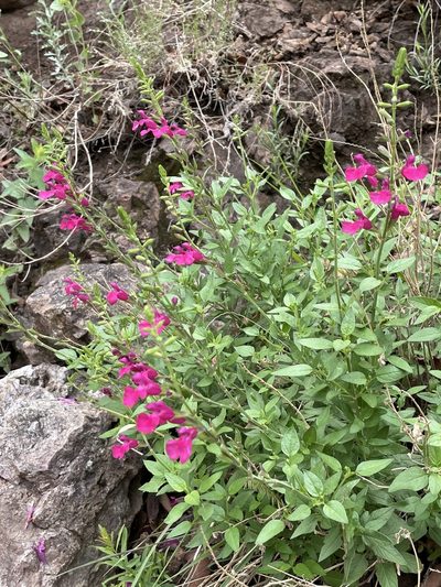 Salvia microphylla, photographed by Mark Pollock
