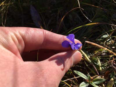 Gentianopsis ciliata, photographed by Harrison J Elkins