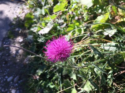 Carduus defloratus, photographed by Harrison J Elkins
