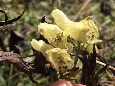 Aconitum lycoctonum