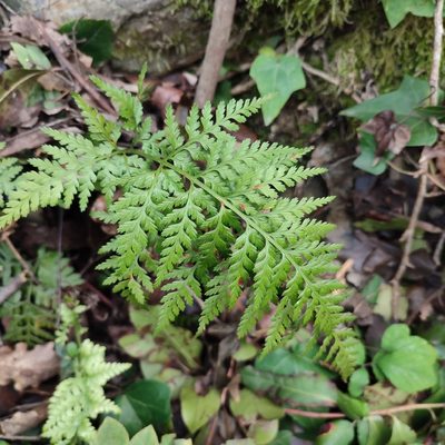 Asplenium onopteris, photographed by Quentin Groom