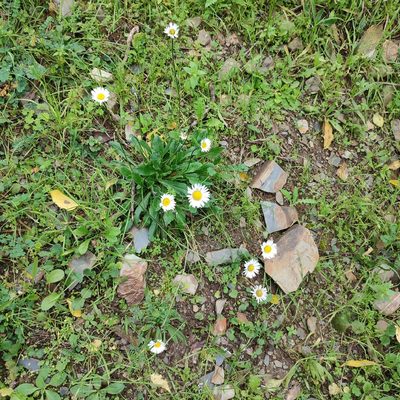 Bellis sylvestris, photographed by Quentin Groom