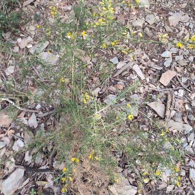 Ulex parviflorus, photographed by Quentin Groom