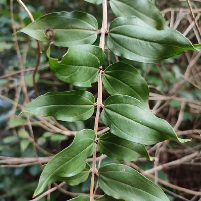 Coriaria myrtifolia, photographed by Quentin Groom