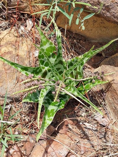 Ledebouria inquinata, photographed by Manuel R Popp