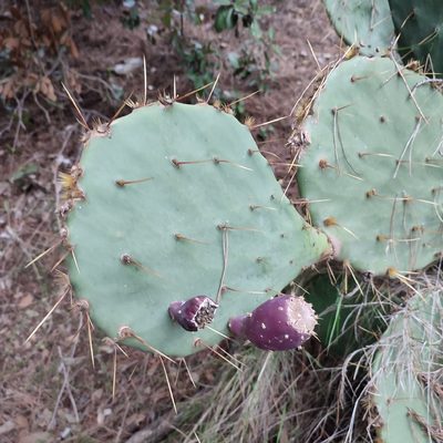 Opuntia orbiculata, photographed by Quentin Groom