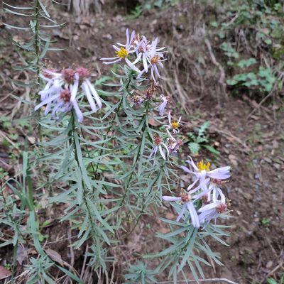Galatella sedifolia, photographed by Quentin Groom