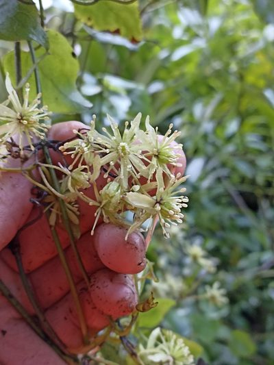 Clematis cunninghamii, photographed by Oscar Dove