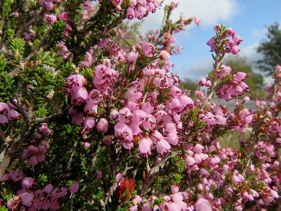 Erica manipuliflora, photographed by Ronald Flipphi