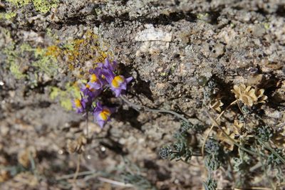 Linaria alpina, photographed by Olivier Argagnon