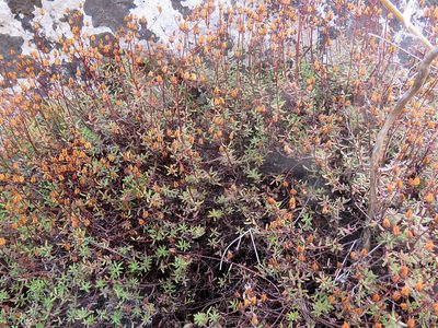 Hypericum empetrifolium, photographed by Ronald Flipphi