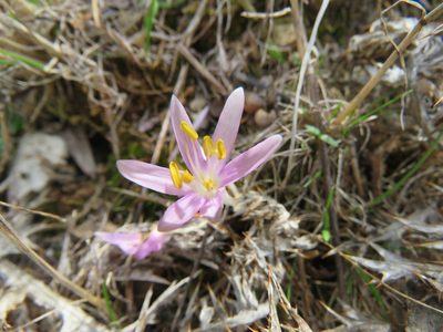 Colchicum pusillum, photographed by Ronald Flipphi