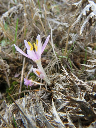 Colchicum pusillum, photographed by Ronald Flipphi