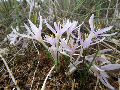 Colchicum pusillum, photographed by Ronald Flipphi