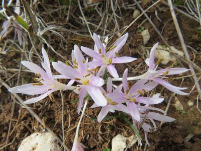Colchicum pusillum, photographed by Ronald Flipphi