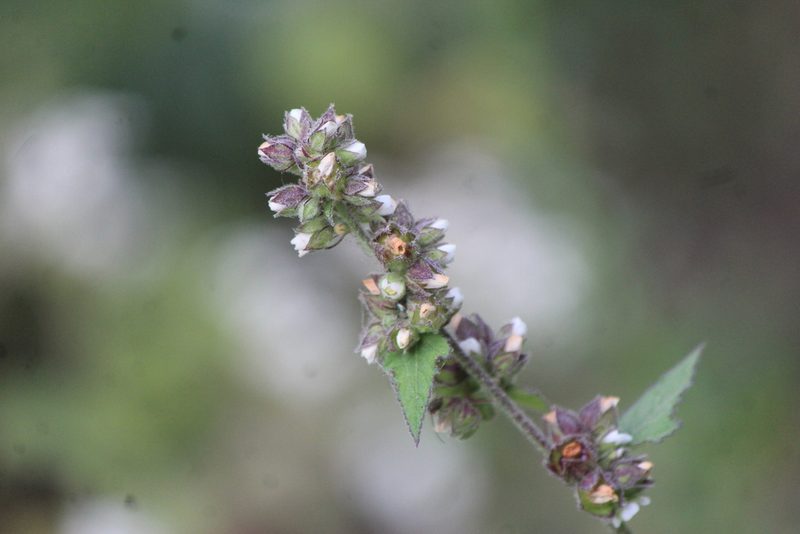 Kearnemalvastrum subtriflorum, photographed by José Belem Hernández Díaz