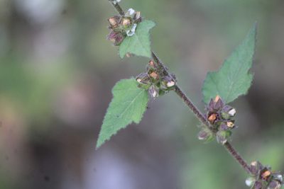 Kearnemalvastrum subtriflorum, photographed by José Belem Hernández Díaz