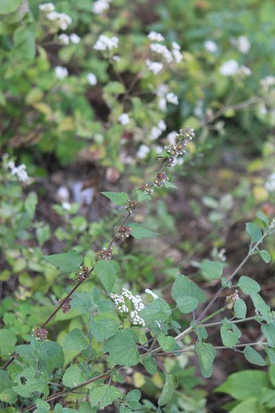 Kearnemalvastrum subtriflorum, photographed by José Belem Hernández Díaz