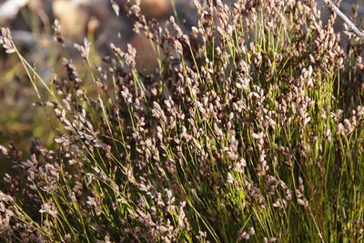 Restio filiformis, photographed by Tony Rebelo