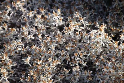Helichrysum tinctum, photographed by Tony Rebelo