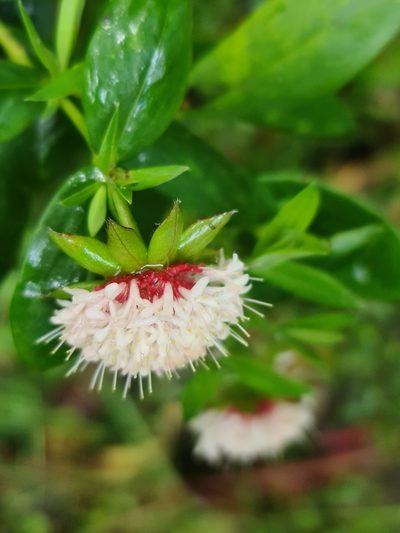 Pimelea ligustrina, photographed by Peggy Newman