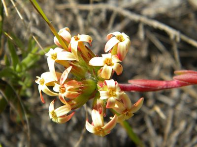 Crassula fascicularis, photographed by Tim Kirsten