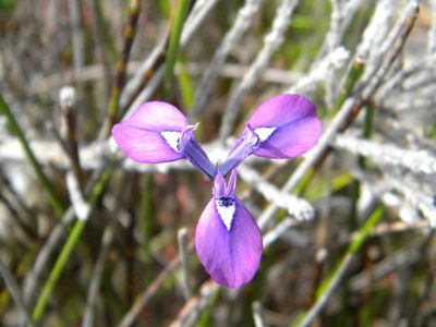 Moraea tripetala, photographed by Tim Kirsten