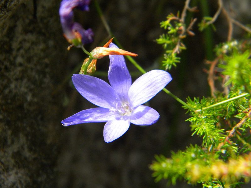 Geissorhiza aspera, photographed by Tim Kirsten