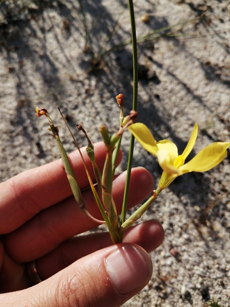 Moraea umbellata, photographed by Danie Palm