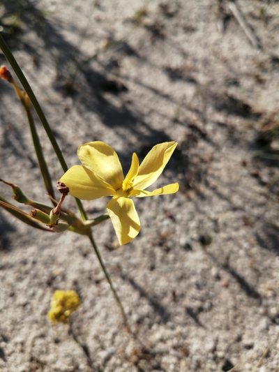 Moraea umbellata, photographed by Danie Palm