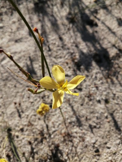 Moraea umbellata, photographed by Danie Palm