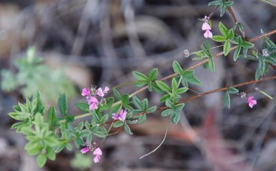 Indigofera filiformis, photographed by Tony Rebelo