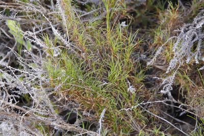 Ficinia ramosissima, photographed by Tony Rebelo