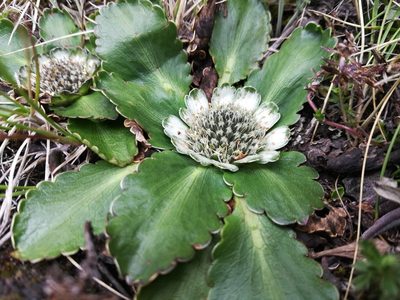 Eryngium humile, photographed by Carlo Brescia