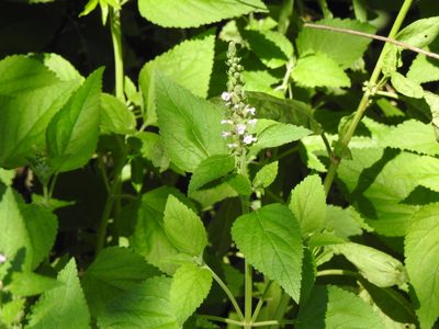 Teucrium vesicarium, photographed by Eduardo Luis Beltrocco