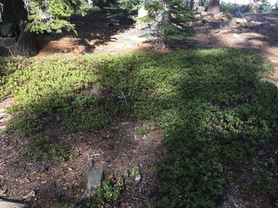 Arctostaphylos nevadensis, photographed by Steve Matson