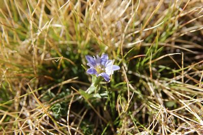 Gentiana boryi, photographed by Olivier Argagnon