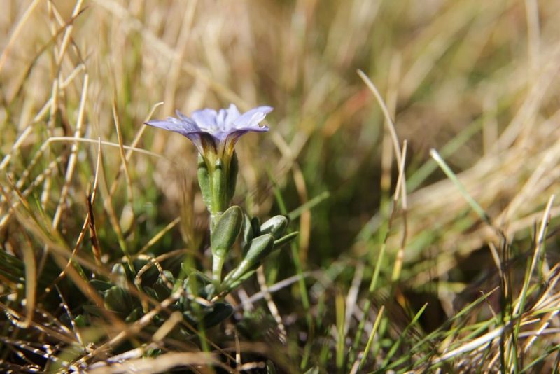 Gentiana boryi, photographed by Olivier Argagnon