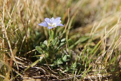 Gentiana boryi, photographed by Olivier Argagnon