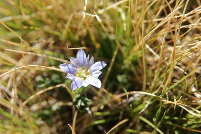 Gentiana boryi, photographed by Olivier Argagnon