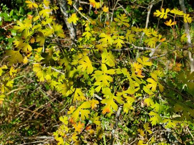 Crataegus marshallii, photographed by Will Kuhn