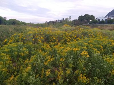 Senecio halimifolius, photographed by Tim Kirsten