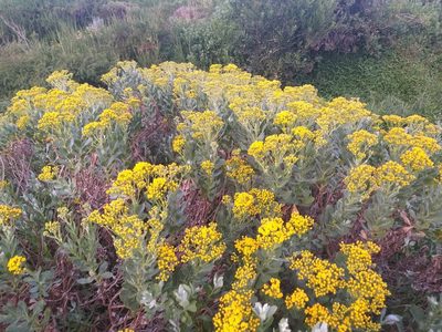 Senecio halimifolius, photographed by Tim Kirsten