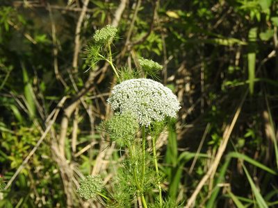Visnaga daucoides, photographed by Eduardo Luis Beltrocco